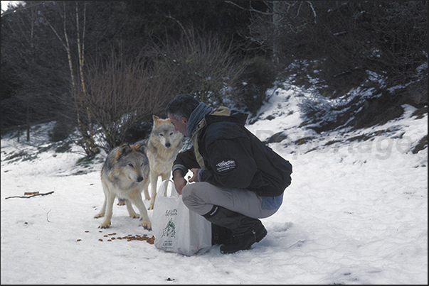 Wolves of Gevaudan Park. The time of the meal
