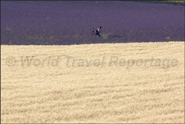 Lavender fields, the favorite destination for photographers who come to Provernce from all over the world