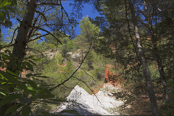 Walking through the woods you will discover unexpected colored areas especially white and red