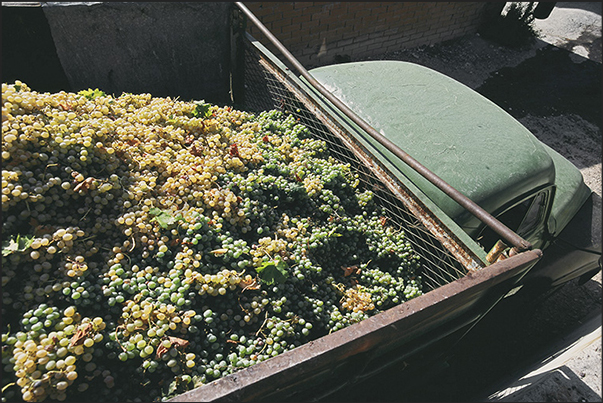 Oil and excellent red and white wines are produced inside the island