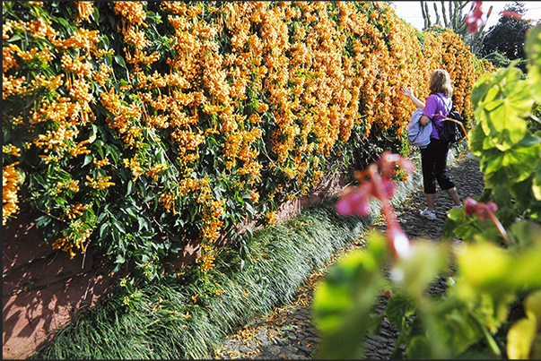 Monte Botanical Garden in Funchal reached by cable car