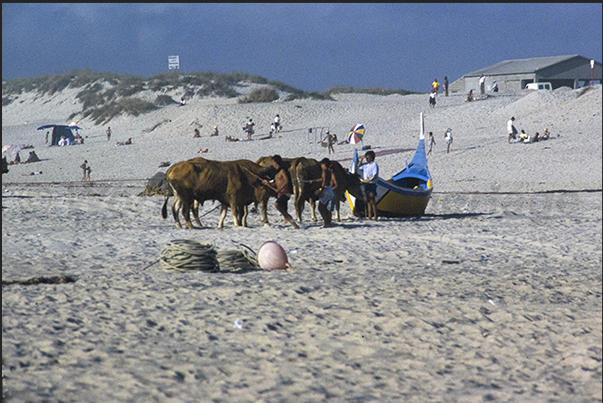 As soon as the ocean mists lift, the oxen arrive from the nearby stables, essential for fishing in Praia de Mira