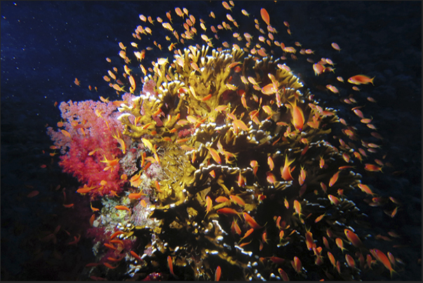 A meeting of little Anthias between the coral.