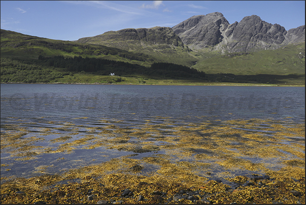 In the bays of the south-eastern peninsula of the island, the low tide leaves large fields of seaweed dry.