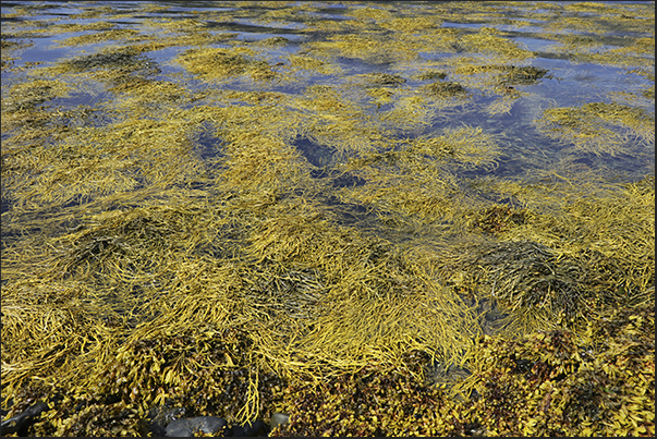 In the bays of the south-eastern peninsula of the island, the low tide leaves large fields of seaweed dry.