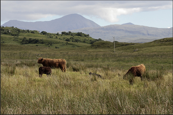 Highland cow from the Scottish highlands typical for the 