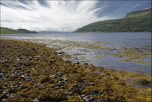 In the bays of the south-eastern peninsula of the island, the low tide leaves large fields of seaweed dry.