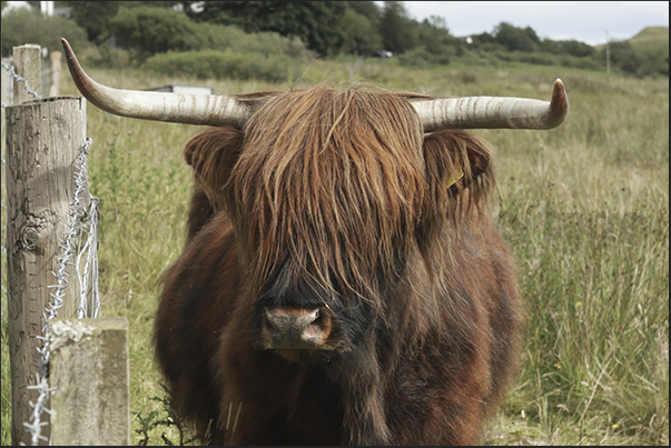 Highland cow from the Scottish highlands typical for the 