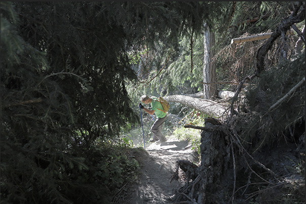 Climb towards the hamlet of Vazon at an altitude of 1,650 m through thick forests of pine, fir and larch trees