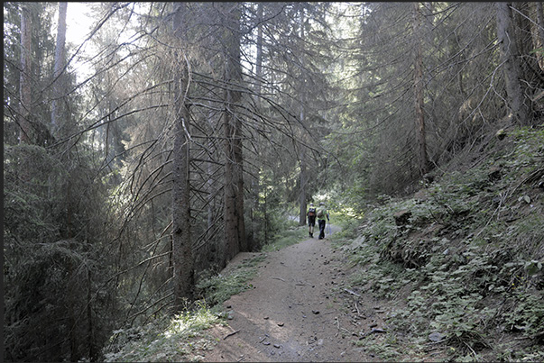 Climb towards the hamlet of Vazon at an altitude of 1,650 m through thick forests of pine, fir and larch trees