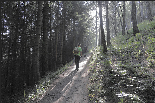 Climb towards the hamlet of Vazon at an altitude of 1,650 m through thick forests of pine, fir and larch trees
