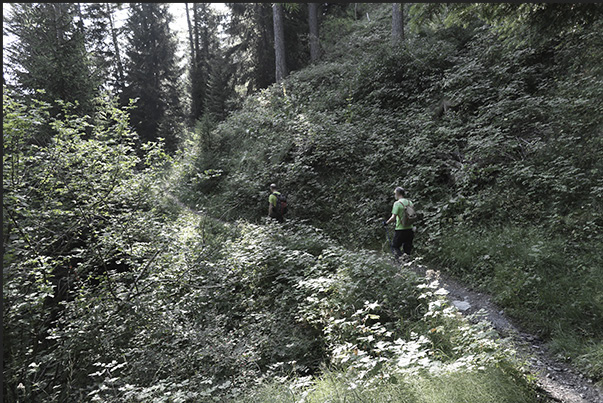 Climb towards the hamlet of Vazon at an altitude of 1,650 m through thick forests of pine, fir and larch trees