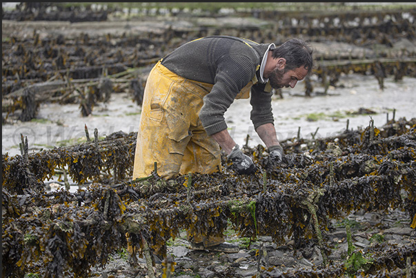 Cancale Bay. At low tide, oyster farmers can work on their mussel and oyster farms