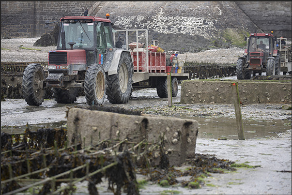 Cancale Bay. At low tide, oyster farmers descend to the seabed to reach the oyster beds