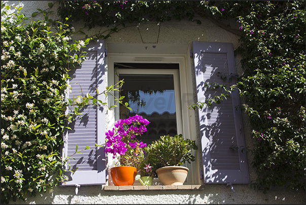 A wisteria frames a window adorned with flowers, a common decoration that characterizes the historic center