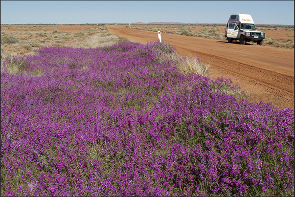 On the way to Odnadatta coming from Coober Pedy