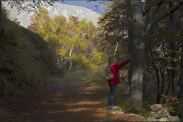 Over the trees, appear Punta del Cravile (2381 m) and Cima of Asnas (2039 m)