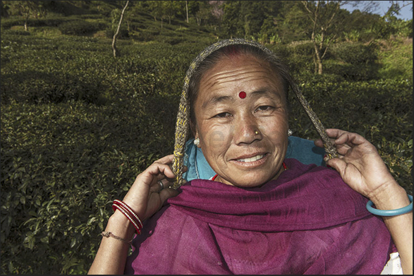 Only the women pick the tea leaves